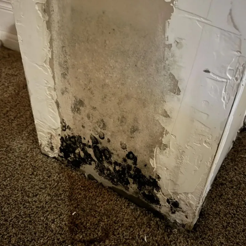 Professional Mold Removal in Bushyhead, OK